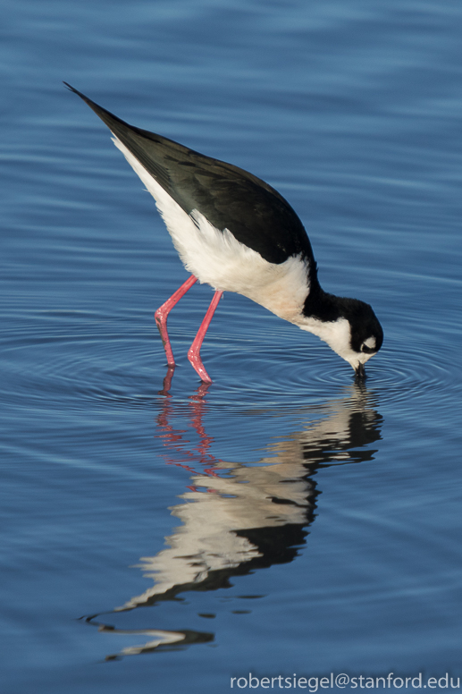 baylands